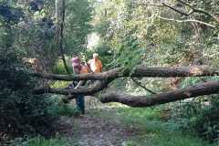 alberi caduti