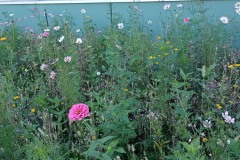 giardino-3