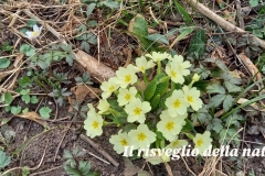 risveglio-natura-3