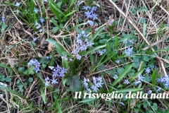risveglio-natura-4