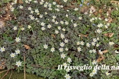 risveglio-natura-5