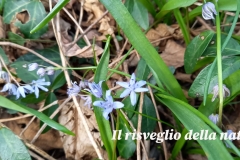 risveglio-natura-6