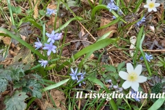 risveglio-natura-7