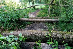 strage-alberi1