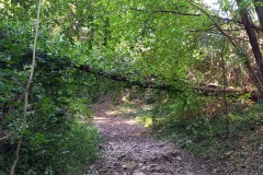 strage-alberi2