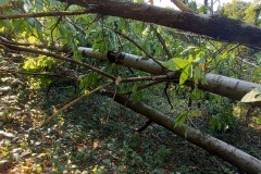 strage-alberi3