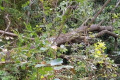 strage-alberi4