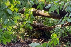 strage-alberi5