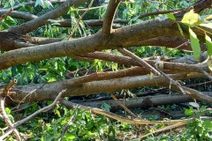 strage-alberi6